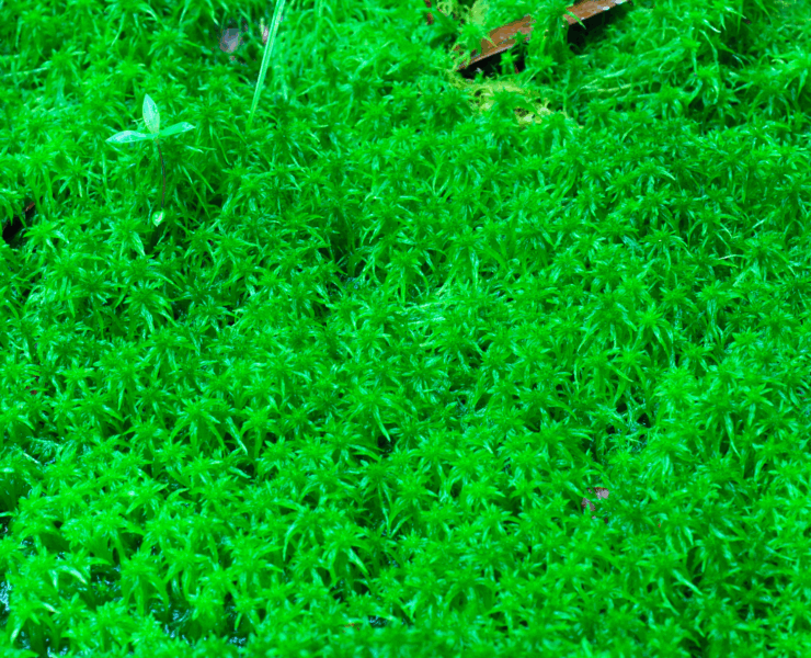 SPHAGNUM (6)